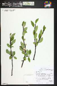 Salix planifolia image