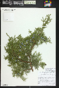 Juniperus occidentalis image