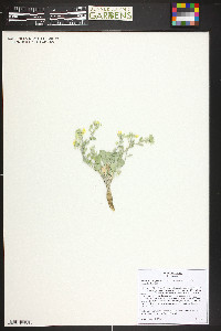 Physaria vitulifera image