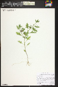 Solanum triflorum image