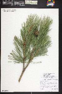 Pinus sylvestris image