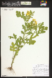 Solanum rostratum image