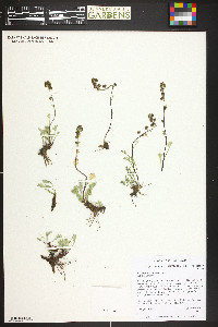 Artemisia scopulorum image