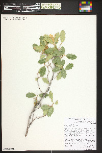 Quercus welshii image