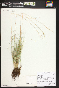 Festuca idahoensis image