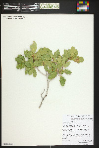 Quercus welshii image