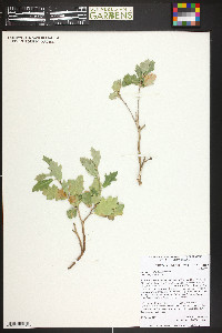 Quercus welshii image