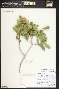 Quercus welshii image