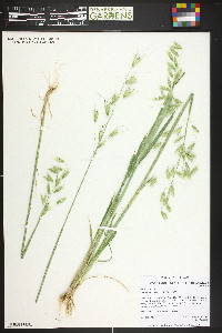 Avena sativa image