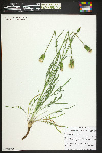 Scorzonera laciniata image