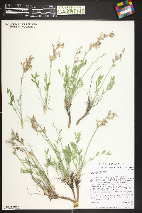 Oxytropis lambertii image