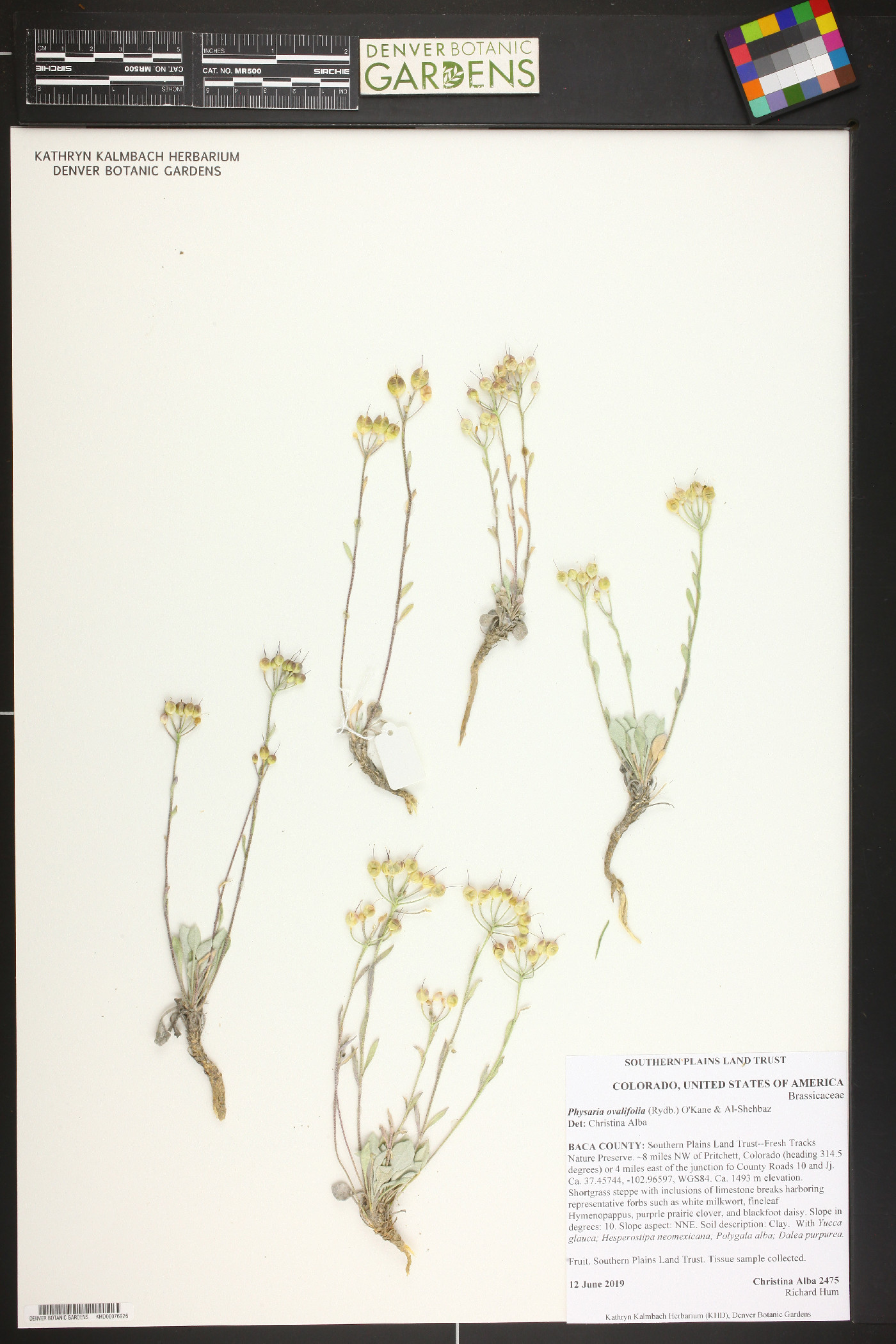 Physaria ovalifolia image