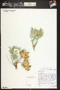 Astragalus shortianus image