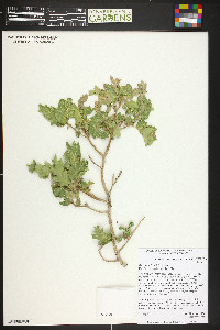 Quercus welshii image