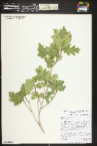 Quercus welshii image