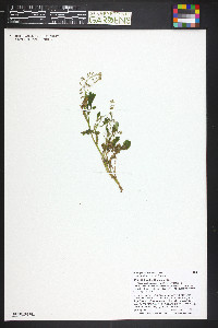 Rorippa alpina image