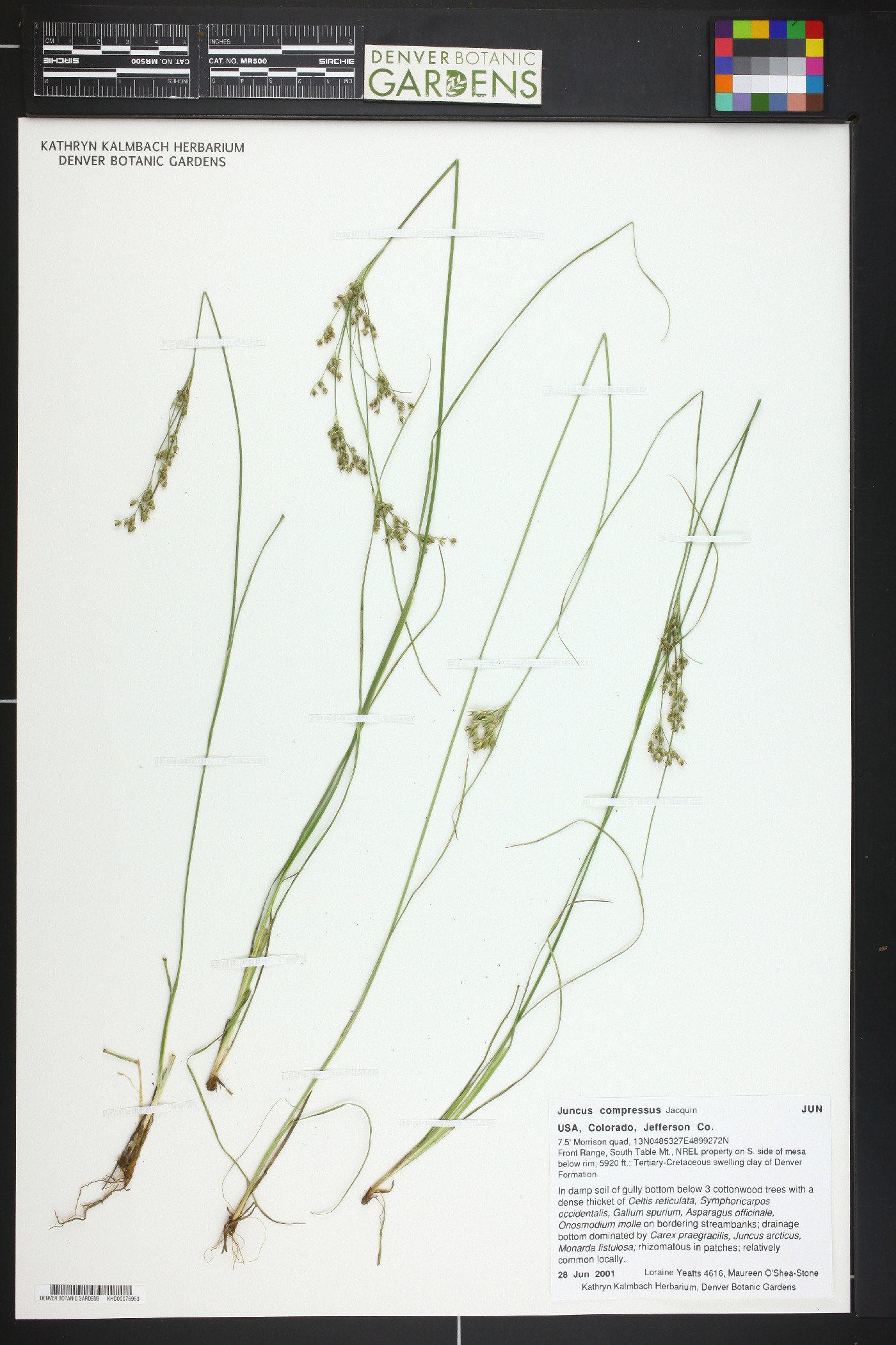 Juncus compressus image