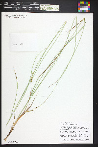 Carex praegracilis image