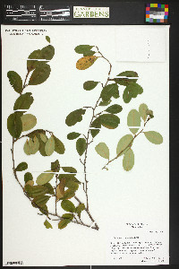 Erythroxylum confusum image