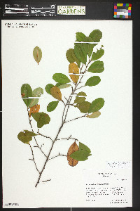 Erythroxylum confusum image