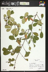 Erythroxylum confusum image