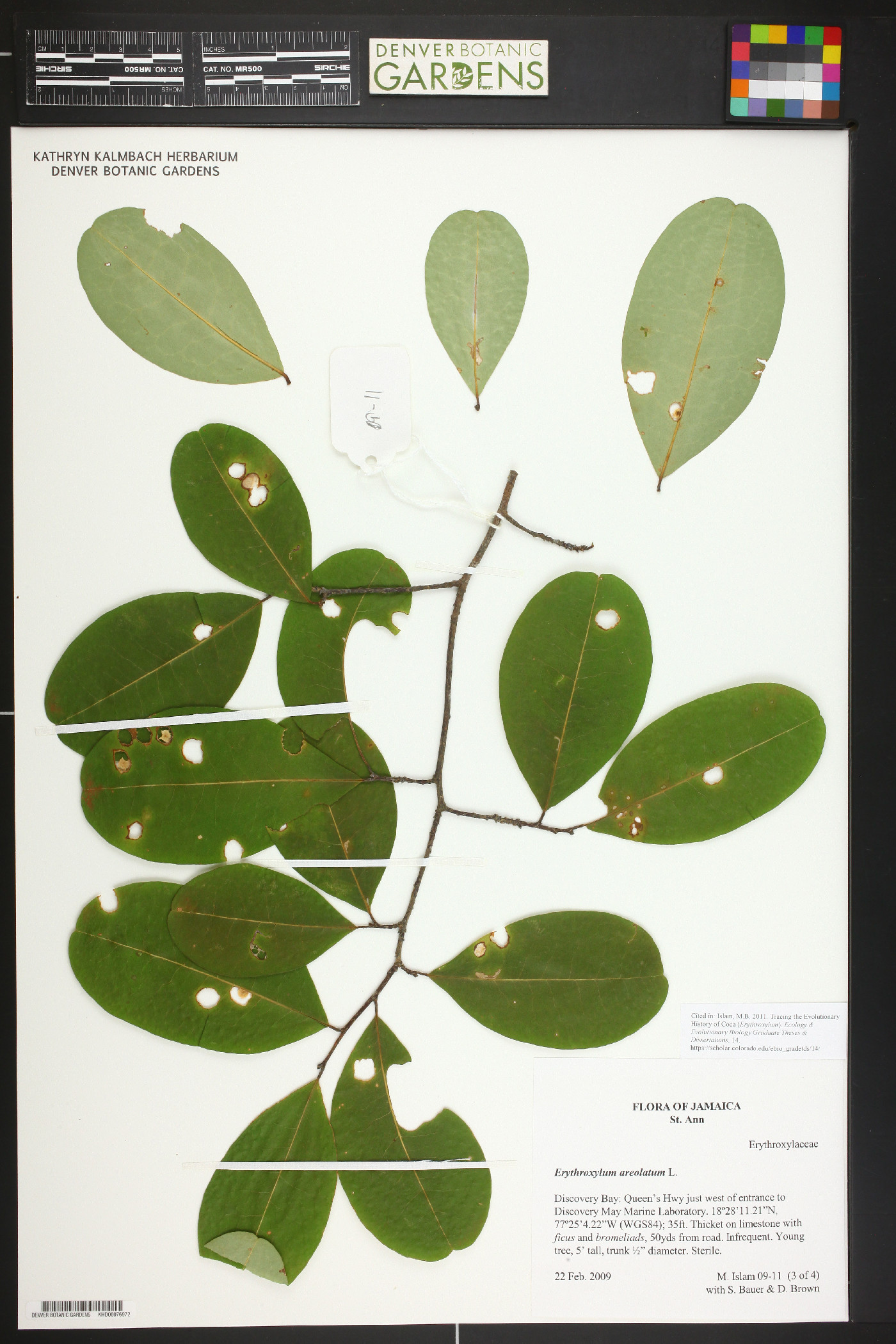 Erythroxylum areolatum image