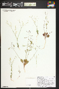 Camissonia walkeri image