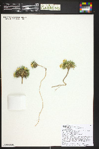 Tetraneuris acaulis var. arizonica image