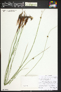 Juncus balticus subsp. balticus image