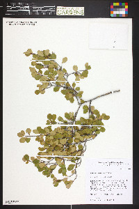 Erythroxylum rotundifolium image