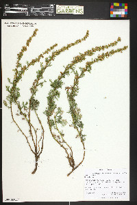 Artemisia michauxiana image