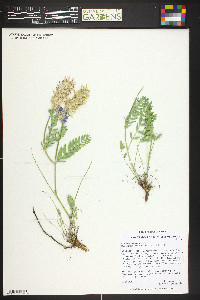 Astragalus laxmannii image