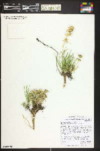 Ipomopsis spicata image