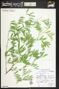 Lathyrus eucosmus image