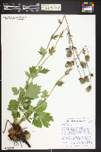 Geum rivale image