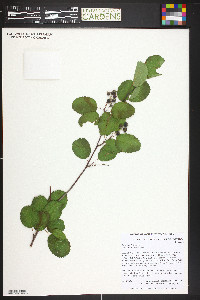 Rosa woodsii image