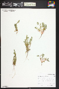 Blitum nuttallianum image