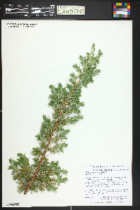 Juniperus communis var. depressa image