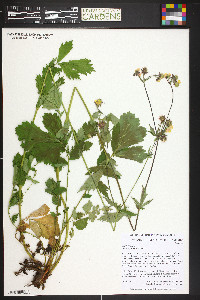 Geum rivale image