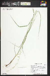 Melica porteri image