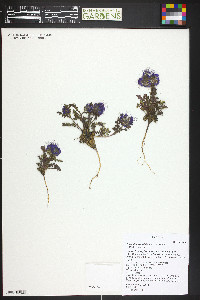 Phacelia bakeri image