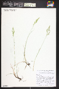 Festuca rubra image