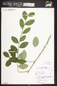 Erythroxylum havanense image