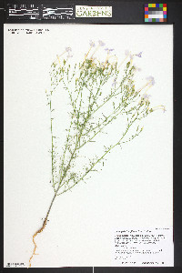 Ipomopsis longiflora image