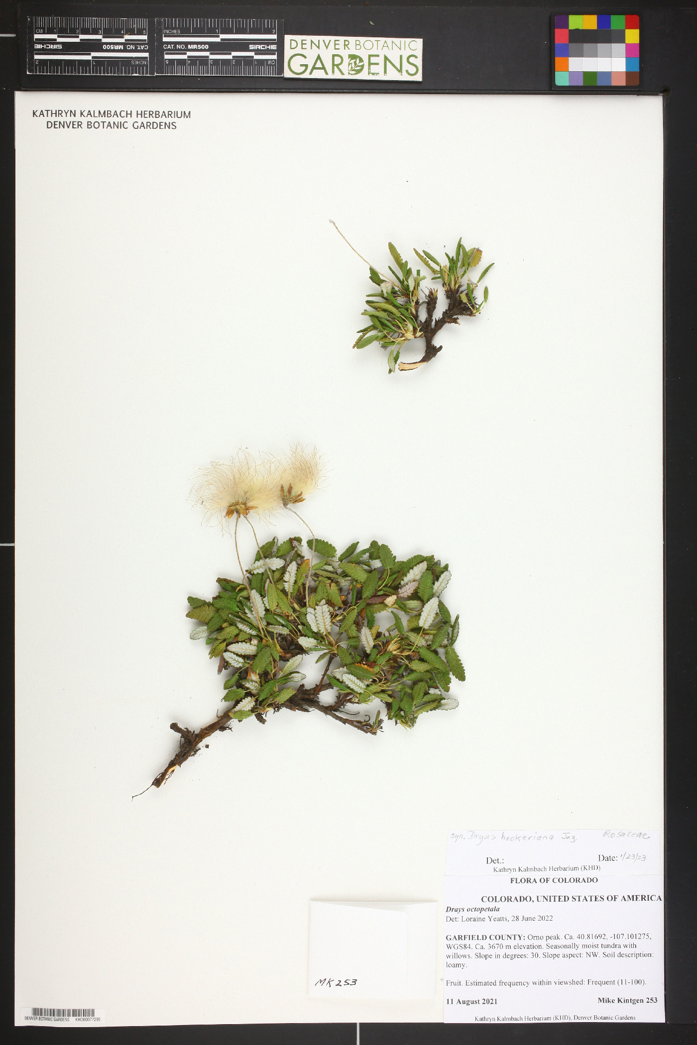 Dryas hookeriana image