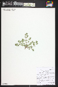 Euphorbia glyptosperma image