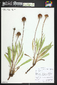 Echinacea angustifolia image