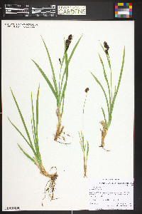 Carex scopulorum image