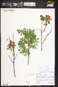 Rosa woodsii image