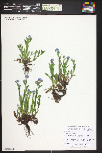 Myosotis sylvatica image